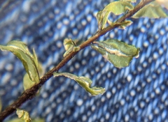 Mniaceae