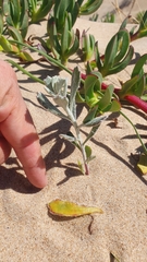 Senecio crassiflorus
