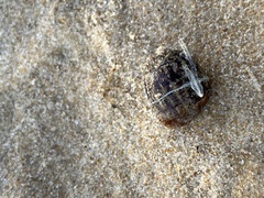 Calliactis parasitica