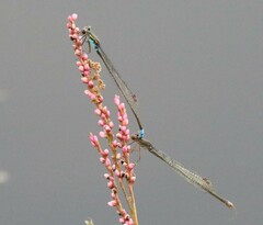 Pseudagrion sudanicum