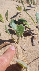 Senecio crassiflorus