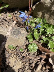 Scilla siberica