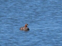 Tachybaptus ruficollis capensis