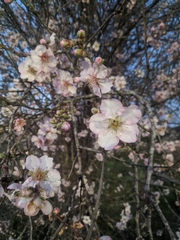 Prunus amygdalus