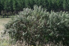 Buddleja salviifolia