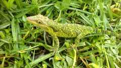 Anolis heterodermus