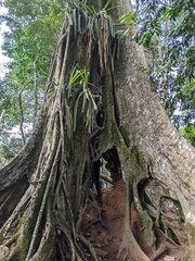 Ficus elastica