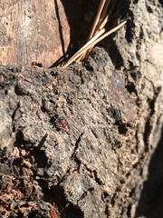 Crematogaster scutellaris