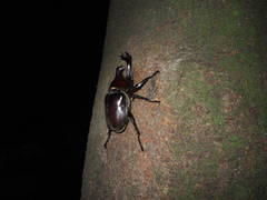 Trypoxylus dichotomus septentrionalis