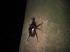 Trypoxylus dichotomus septentrionalis