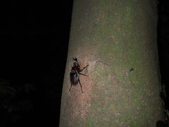 Trypoxylus dichotomus septentrionalis