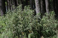 Buddleja salviifolia