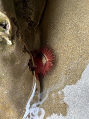 Actinia fragacea