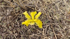 Iris humilis