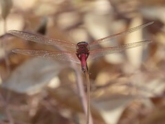Tramea limbata