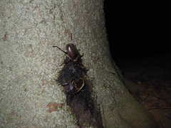 Trypoxylus dichotomus septentrionalis