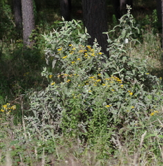 Buddleja salviifolia