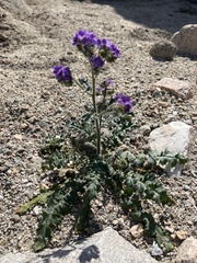 Phacelia crenulata