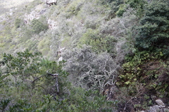 Tarchonanthus littoralis