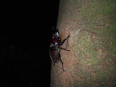 Trypoxylus dichotomus septentrionalis