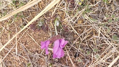 Oxytropis nuda