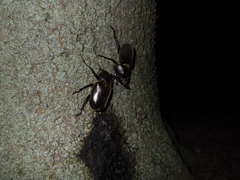 Trypoxylus dichotomus septentrionalis