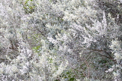 Tarchonanthus littoralis