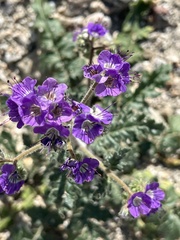 Phacelia crenulata