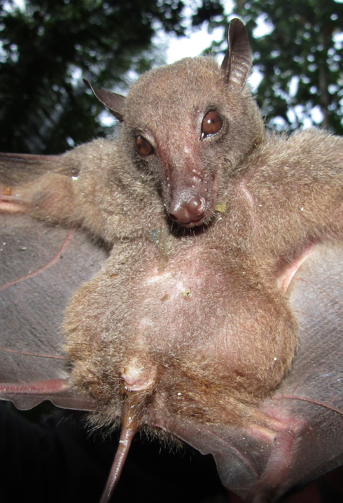 Sulawesi Rousette