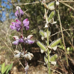 Lupinus arizonicus