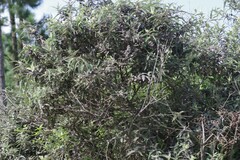 Buddleja salviifolia