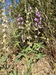 Lupinus arizonicus