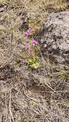 Primula cortusoides
