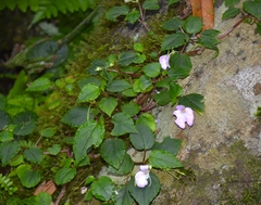 Impatiens cordata