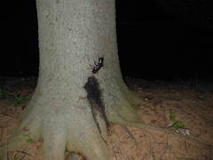 Trypoxylus dichotomus septentrionalis