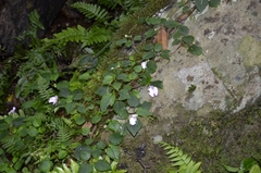 Impatiens cordata