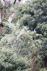 Tarchonanthus littoralis