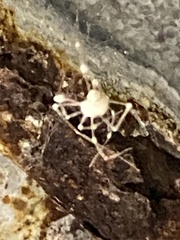 Engyodontium aranearum