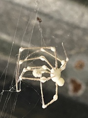 Engyodontium aranearum