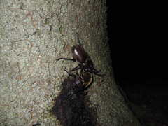 Trypoxylus dichotomus septentrionalis