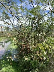 Senegalia polyphylla