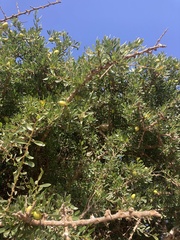 Argania spinosa