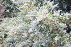 Tarchonanthus littoralis