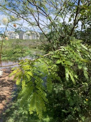 Senegalia polyphylla