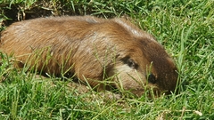 Ctenomys