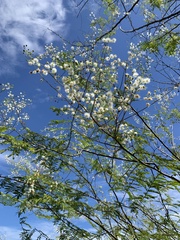 Senegalia polyphylla