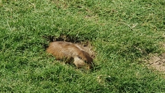 Ctenomys