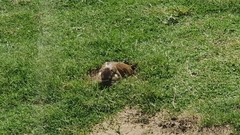 Ctenomys