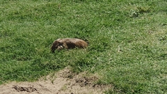 Ctenomys