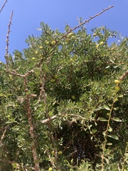 Argania spinosa